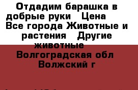 Отдадим барашка в добрые руки › Цена ­ 1 - Все города Животные и растения » Другие животные   . Волгоградская обл.,Волжский г.